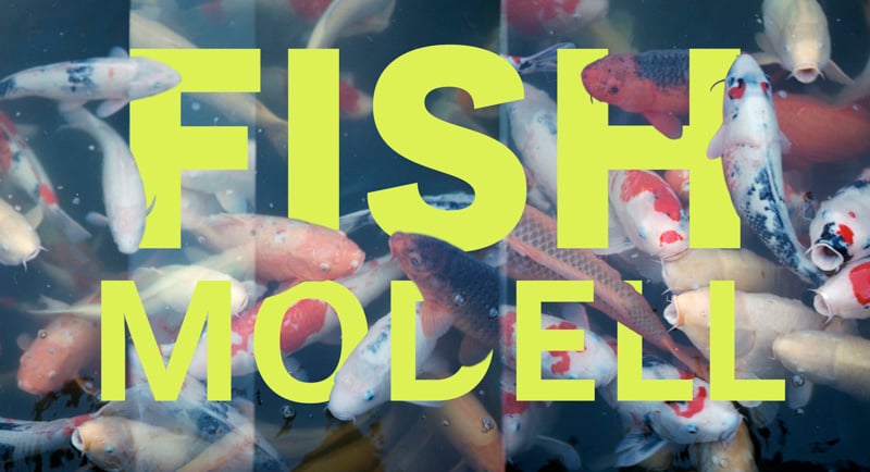 Fish-Modell-Blog-Contentfish